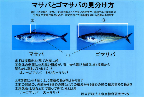 三重県 おさかな図鑑 おさかな雑録 No 92 マサバ 14年3月25日