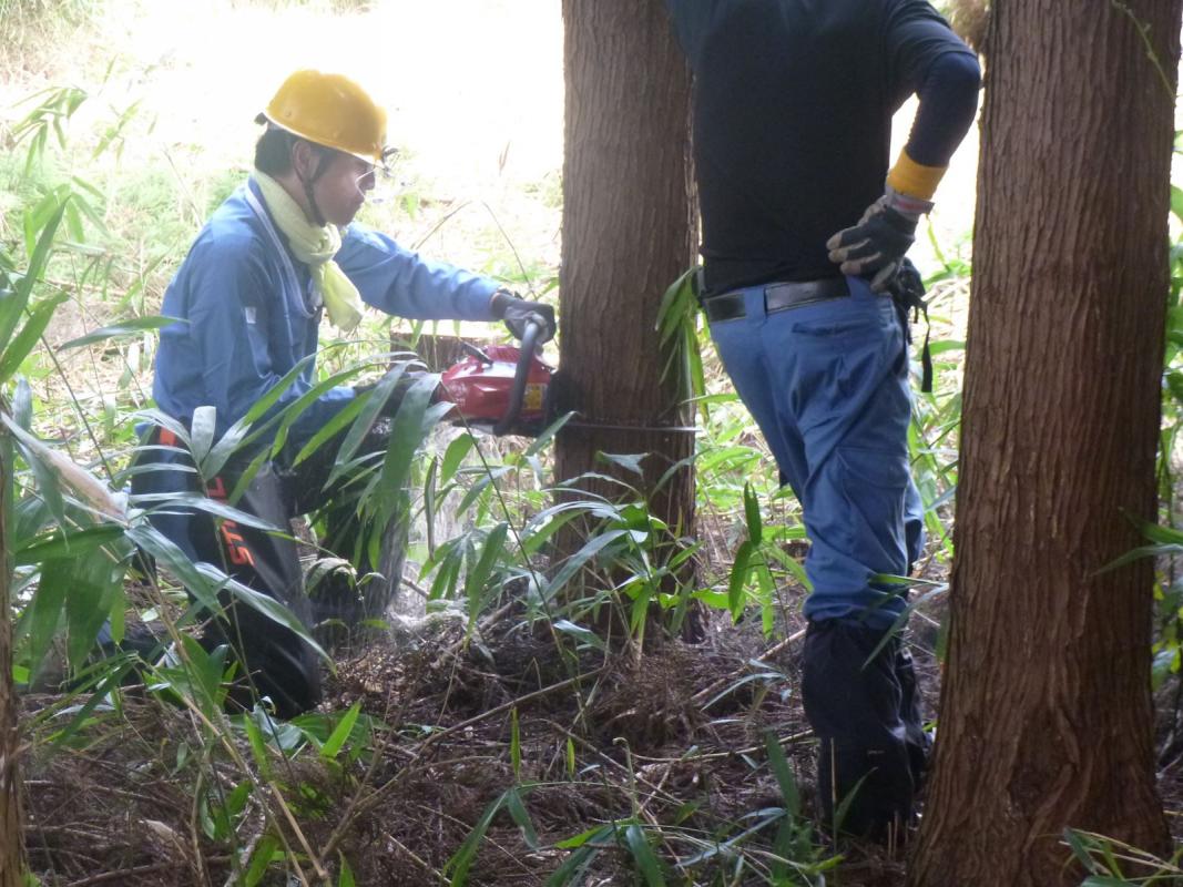 立木の伐木作業者