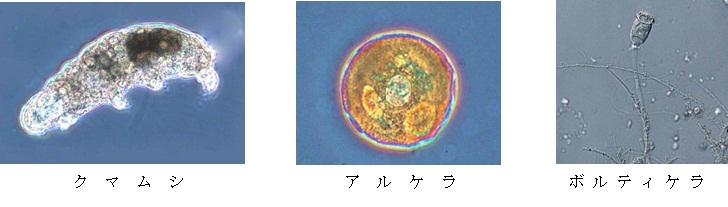 微生物たち