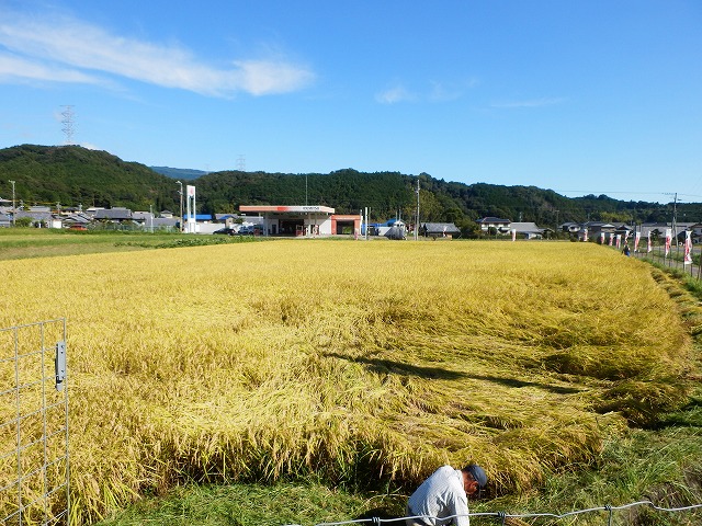 稲刈り前