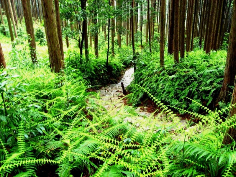 熊野古道馬越峠