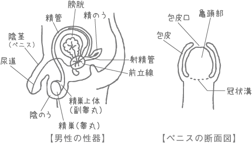 男子小中学生 射精 