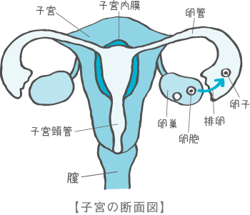 【子宮の断面図】の図