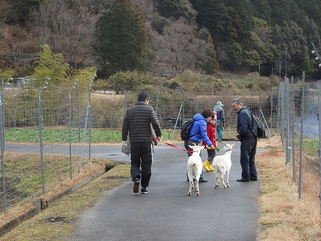 ヤギの移動開始