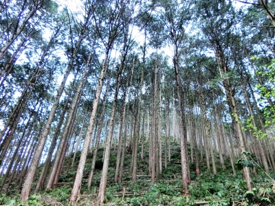 山腹部整備後