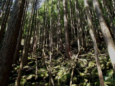 山腹部整備前