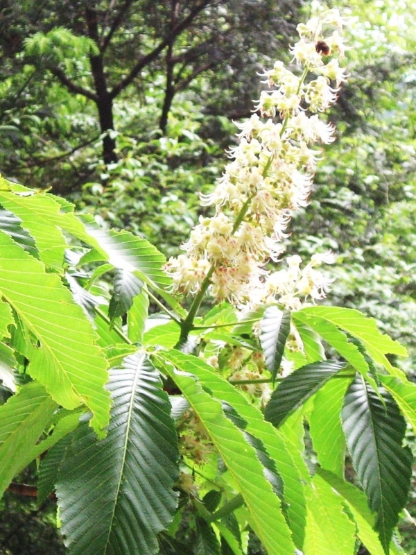 トチの花