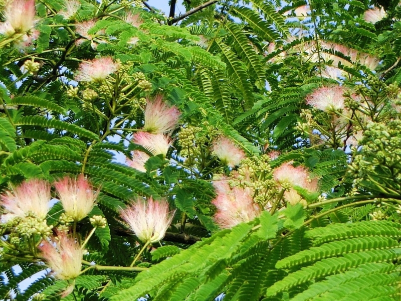 ネムノキの花