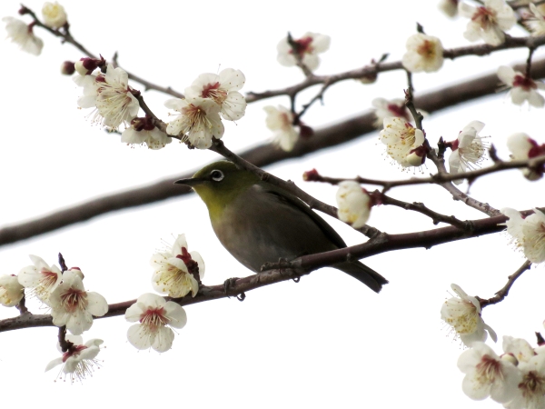 梅の花