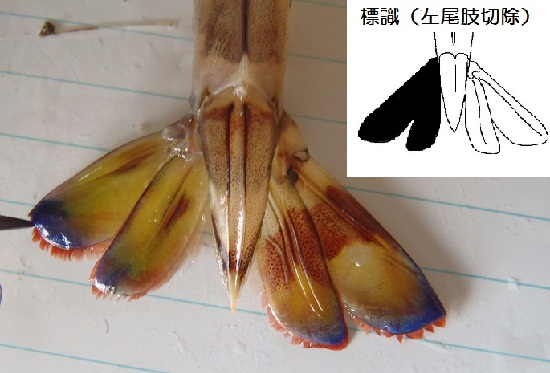 左尾肢を切除標識後、漁獲回収されたクルマエビ