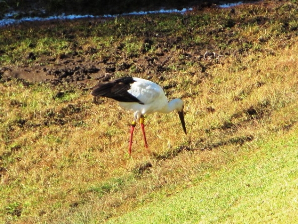 コウノトリ2