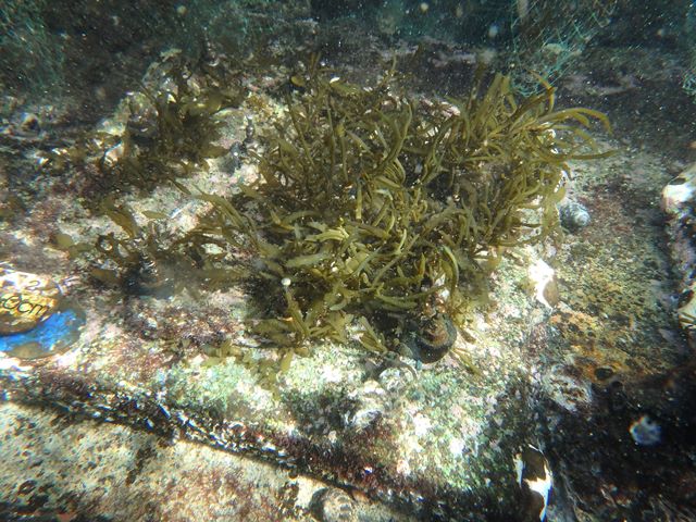ヒジキが生育する人工礁