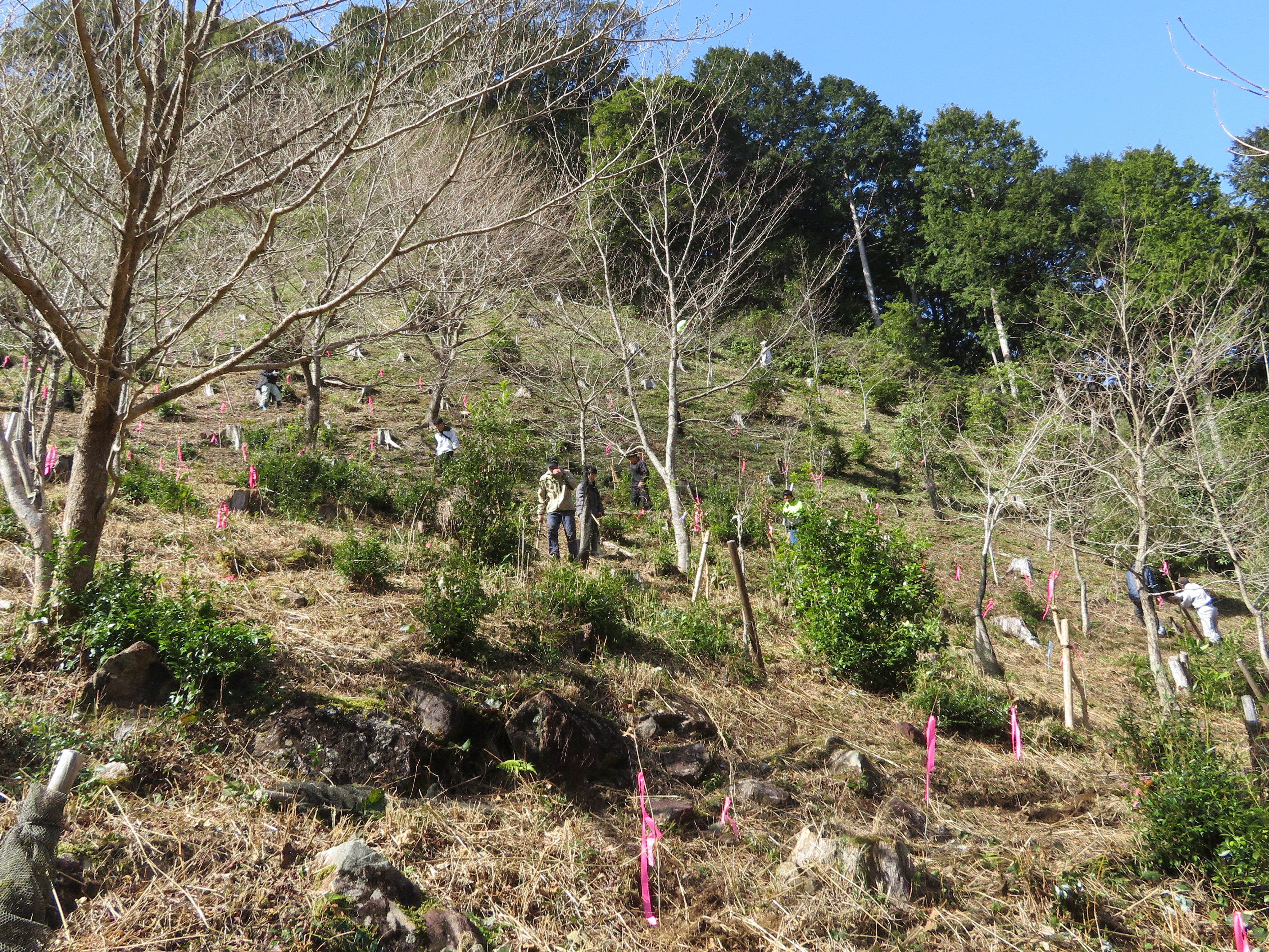 第26回下河内山林植樹活動1