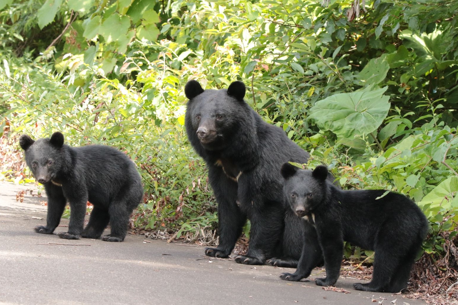ツキノワグマの写真