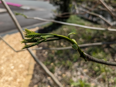 ムクロジの新芽
