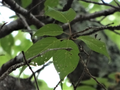 ヤマザクラの葉