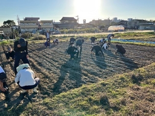 小麦の種まき