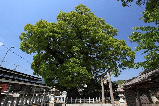 尾鷲神社の大楠（県指定）