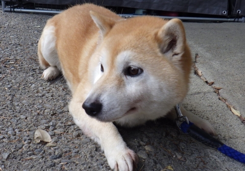 犬の写真