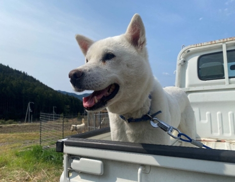 紀州犬