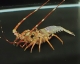 特集_稚魚イセエビ