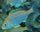 特集_稚魚マダイ