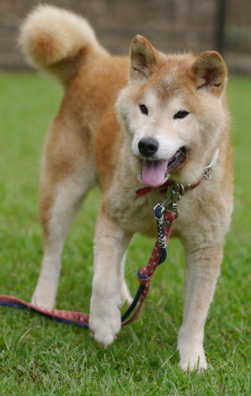 左寄せパターン