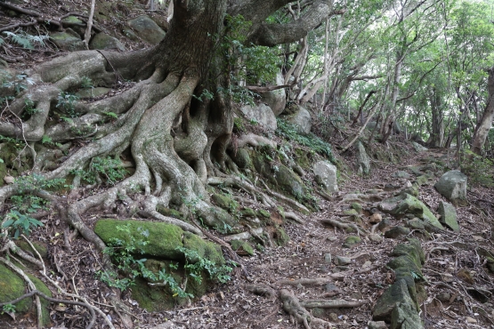 写真：照葉樹の森