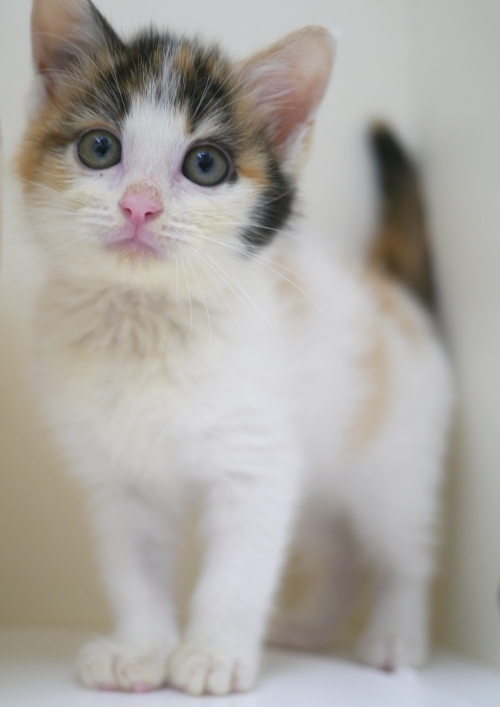 左寄せパターン