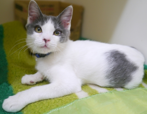 左寄せパターン