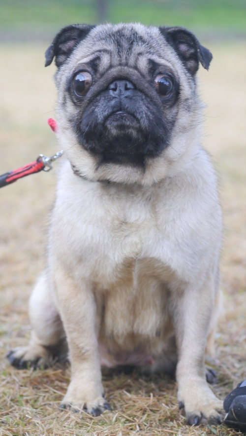 左寄せパターン