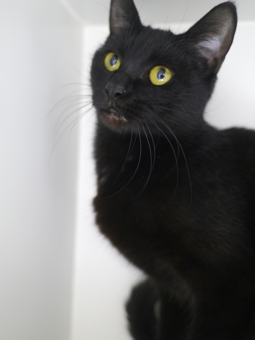 左寄せパターン