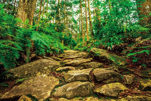 写真：2004年 熊野参詣道伊勢路 （熊野古道） 世界遺産登録