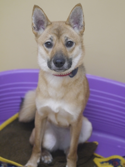 左寄せパターン