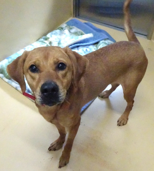 左寄せパターン