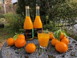 写真：【三重：はぁぶ工房　Together】（みかんジュース）