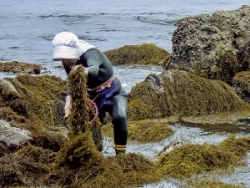 写真：海藻を採取する様子　北村物産株式会社