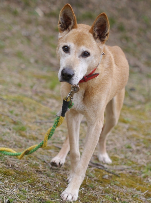 左寄せパターン