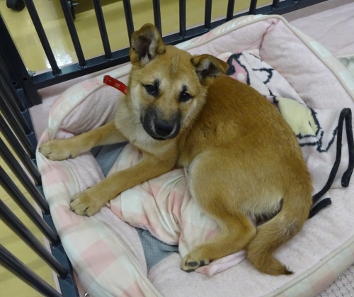 左寄せパターン