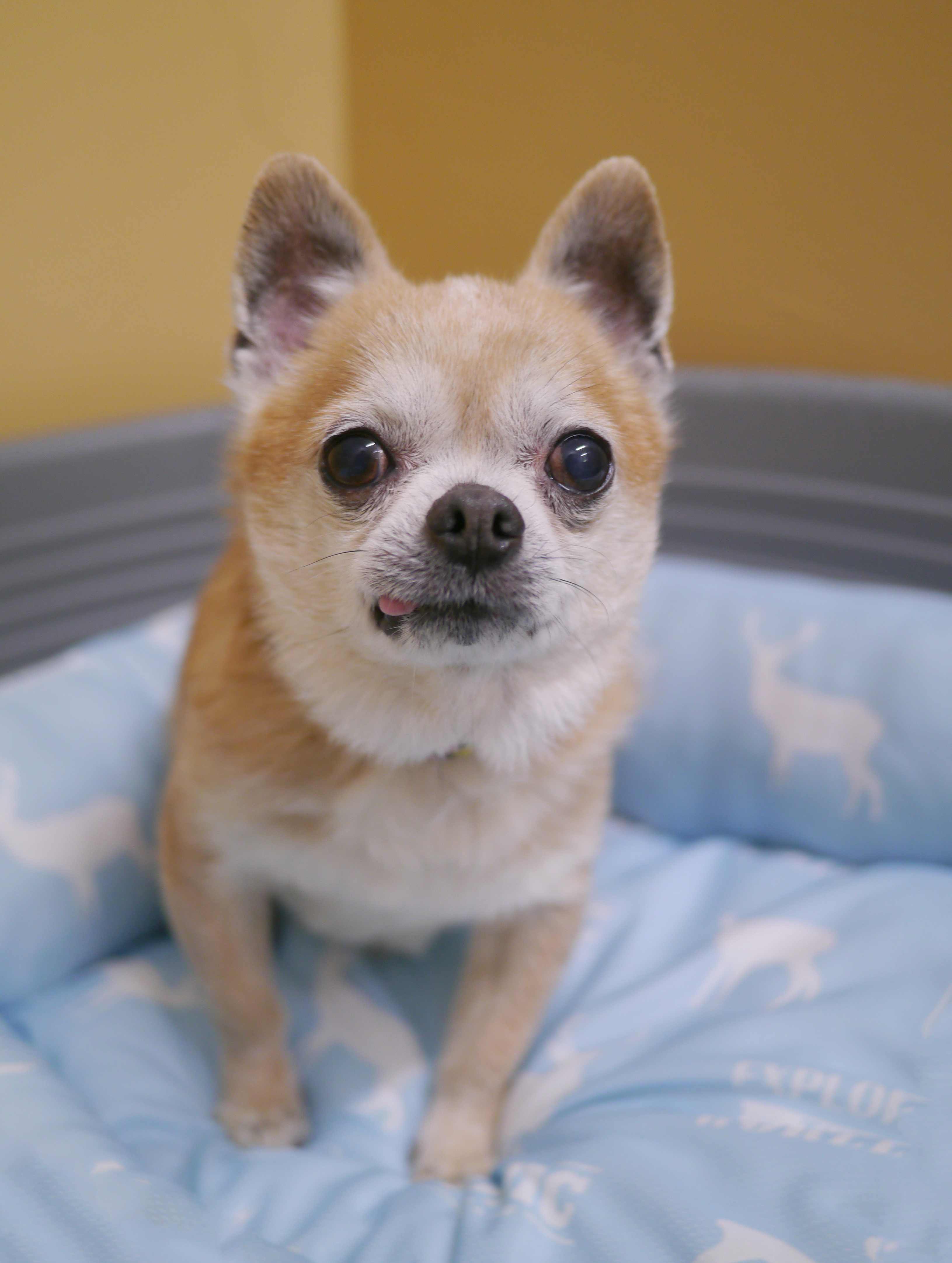 左寄せパターン