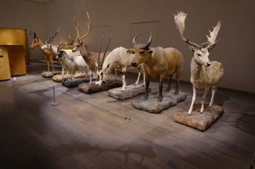 世界屈指の動物標本(ヨシモトコレクション)写真提供:国立科学博物館