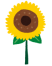 イラスト:ひまわり