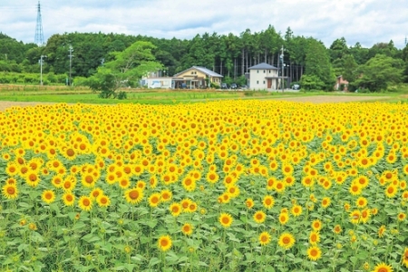 写真:アスピア玉城 ひまわり畑(玉城町)