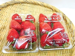 イチゴ「かおりの」