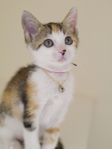 左寄せパターン