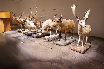 ヨシモトコレクション「提供 東京国立博物館」