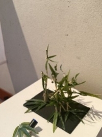 1グループに複数の画像を表示1